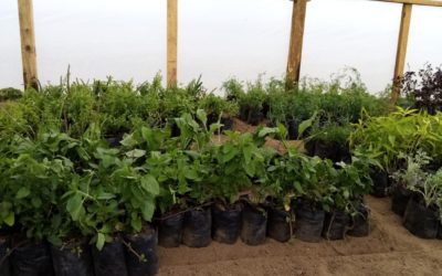 Guatemala: Entregan plantas para crear invernadero de plantas medicinales ancestrales