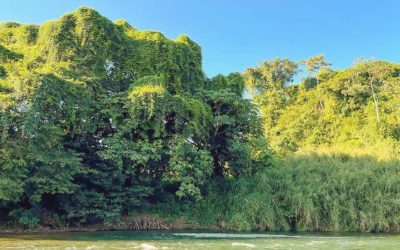 Participación de los Pueblos Indígenas garantiza una buena gobernanza de los bosques